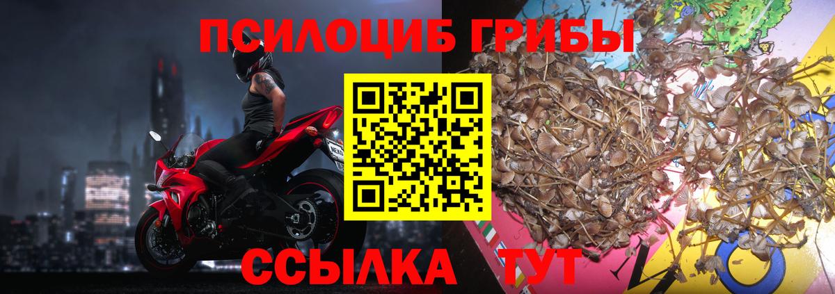 Галлюциногенные грибы Psilocybe Киров